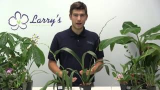 How to Grow Oncidium Orchids - Complete Growig Guide