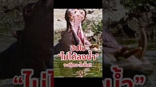 ฮิปโป ถ้าไม่ได้ลงน้ำ มันจะเกิดอะไรขึ้น!! #animals #ฮิปโปโปเตมัส #hippo