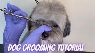 DOG GROOMING TUTORIAL by Diana Paiva Groomer