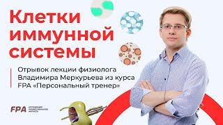 Клетки иммунной системы | Владимир Меркурьев (FPA)