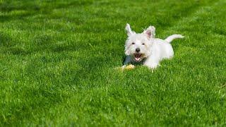 Are West Highland White Terriers Good Family Dogs?