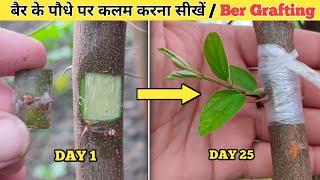 देशी बेर पर Apple ber की कलम कैसे करें । Grafting on Apple ber plant // Budding on Desi ber plant .