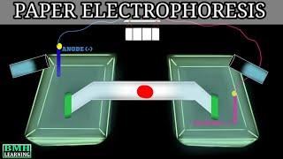 Paper Electrophoresis | Zone Electrophoresis | Electrophoresis |