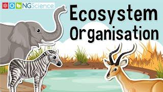 Ecosystem Organisation