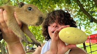 How To Find Capybara Eggs (dangerous)