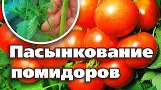 НЕ ПАСЫНКУЙТЕ ПОМИДОРЫ, ПОКА НЕ ПОСМОТРИТЕ ЭТО ВИДЕО