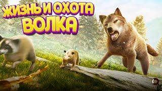 ЖИЗНЬ И ОХОТА ВОЛКА ( The Wolf )