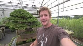 Visiting the Biggest Bonsai Nursery in the US