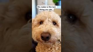 Can you name our dog? 
