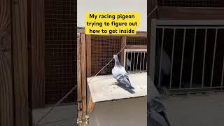 Teaching my racing pigeon how to get inside the loft! #racingpigeon