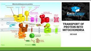 Protein Transport in Mitochondria