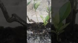Bonsai at Nepal Kathmandu kapan paiyatar...