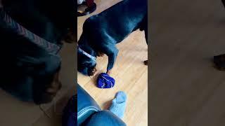 #rottweiler  #puppy  found a new toy #shorts  #funny $$$