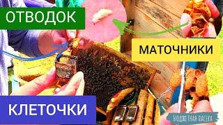 В ОТВОДКЕ ВЫРЕЗАЮ МАТОЧНИКИ! На какой день это можно делать? Простая пасека для ВАС.