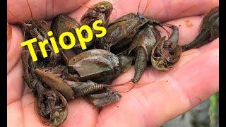 Catching wild TRIOPS