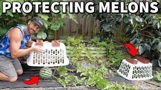 The Easy, Cheap Way To PROTECT MELONS From Animals