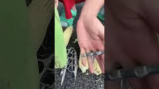 Corn Peeler — Good Tools Can Improve Work Efficiency
