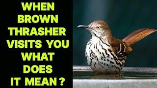 WHEN A BROWN THRASHER BIRD VISITS YOU WHAT DOES IT MEAN ?