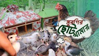 ১০ টা দেশি মুরগি দিয়ে কিভাবে খামার শুরু করবেন | Sojib Brother