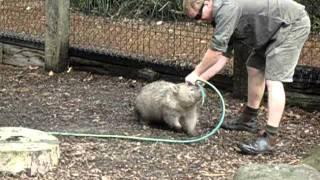 Fatty Wombat wants to play!