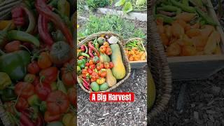 Such a big #harvest from the #garden!  #farming #abundance