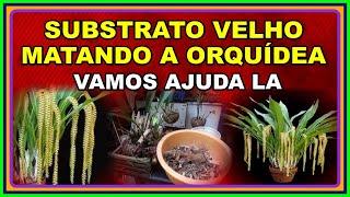 ORQUÍDEA  COM SUBSTRATO VELHO  PERDENDO AS FOLHAS   HORA DE MUDAR PARA NÃO PERDERMOS A PLANTA