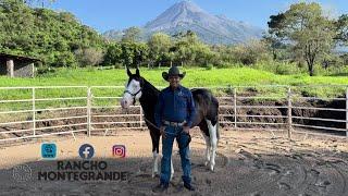 Lotes de Rancho Montegrande para la 9na Subasta Criadores de Occidente a realizarse el 24 de agosto