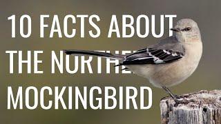 10 Facts About the Northern Mockingbird (Call/Song, Behavior, Pop Culture, etc.)
