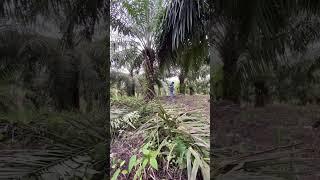 ENAKAN SAWIT PRIBADI ATAU PT??