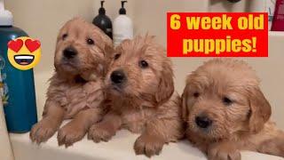 6 Week Old Golden Retriever Puppies Playing and Getting a Bath