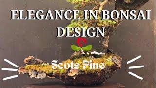 ELEGANCE IN BONSAI DESIGN -Scots Pine - Bonsai Dream