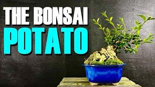 The Bonsai Potato - My First Privet Bonsai