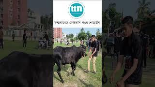 কক্সবাজারে কোরবানি পশুর শোডাউন-ttn