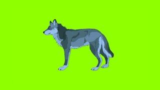 Wolf - लोमड़ी | greenscreen cartoon animation