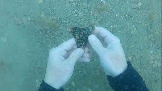 Scuba Diving for Megalodon Teeth in Venice, Florida!