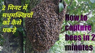 how to capture a bee Swarm !!! मधुमक्खी पालन !!! beekeeping training video !!! Himalayan Beekepers