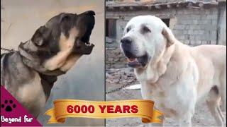 Stronger than Kangal? - Kurdish Shepherd Pshdar