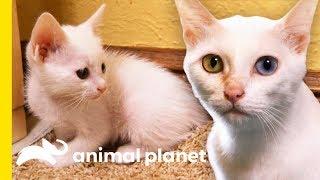 Rare 'Khao Manee' Cats Have Strikingly Beautiful Odd-Colored Eyes | Cats 101