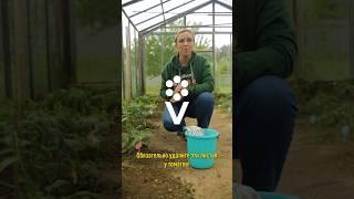 Обязательно удалите эти листья у томатов и лишние пасынки! Урожай будет больше и слаще! Как обрезать