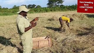 how to make hay bails for commercial  by hamiis semanda +256773343283