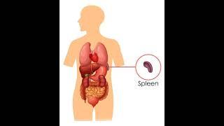 The Spleen, human body organ # the education.j short