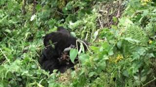 Mountain Gorilla young playing, Volcanoes NP, Rwanda