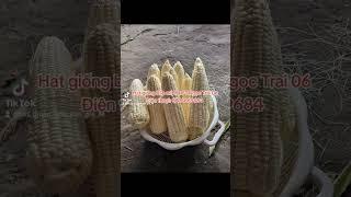 Giống bắp nếp Ngọc Trai 06 hai mũi tên đỏ là giống bắp nếp siêu dẻo ngọt năng suất cao, trái lớn