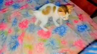 2025 cat new fighting funny video kh tv 2025