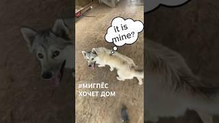 Миг хочет себе мой дом #barnhouse #мигпёс