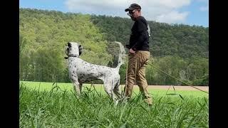 Birddogs!