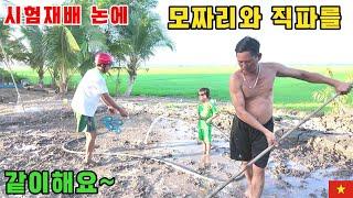 [베트남벼농사] 시험재배 논에 벼농사를 시작합니다! (kiengiangtv)