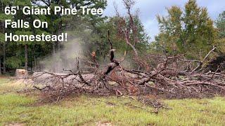 65' Dead Giant Pine Tree Fallen On Homestead | Savvy Organics Farm