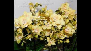 Орхидея фаленопсис Phal. Hybrid №458