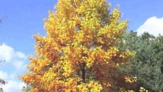 Tulip Poplar Trees